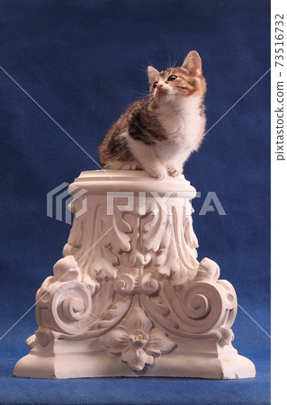 Kitten chooses itself an original place for observation Kitten chooses itself an original place for observation 73516732