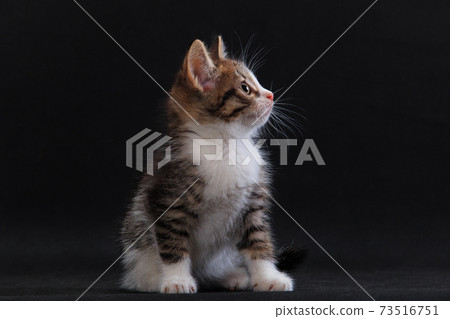 Surprised little kitten on black background 73516751
