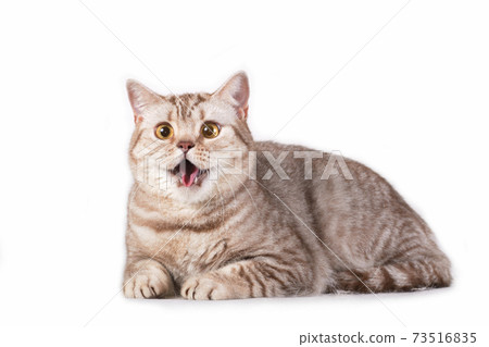 Grey british cat meowing making voice sounds 73516835