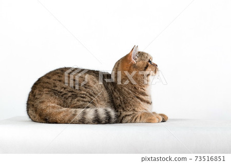 Tabby british cat laying in profile on white background 73516851