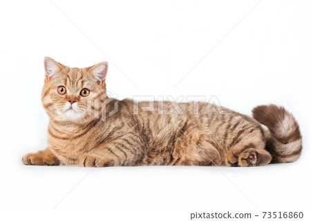 Red british cat laying on white background 73516860