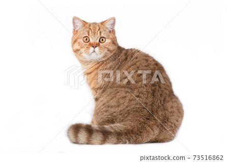 Red british cat sitting and turning backwards on white background Red british cat sitting and turning backwards on white background 73516862