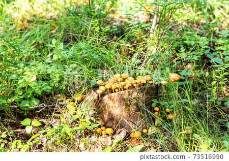 Wild yellow small mushrooms grow on an old tree stump Wild yellow small mushrooms grow on an old tree stump 73516990