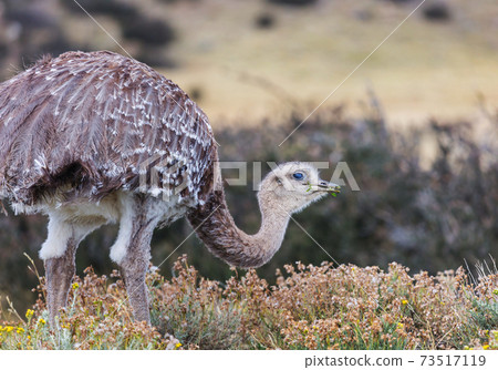 Ostrich in Patagonia Ostrich in Patagonia 73517119