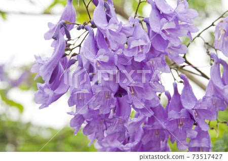 Jagaranda flowers are wet in the rain. 73517427