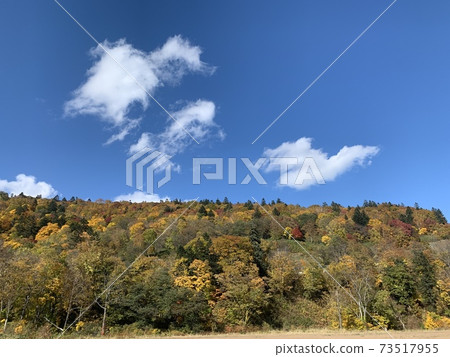 Clear blue sky and autumn leaves 73517955