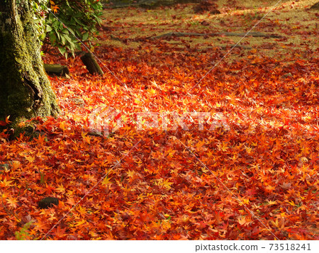 Autumn afterglow that decorates your feet Autumn afterglow that decorates your feet 73518241