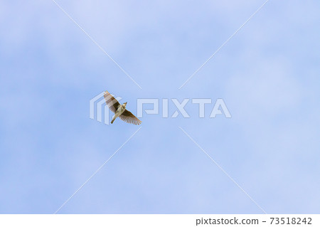 Lark singing in the sky Lark singing in the sky 73518242