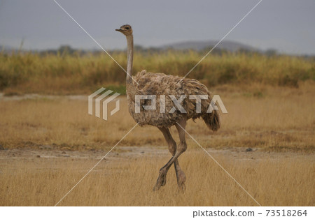 Ostrich Ostrich 73518264