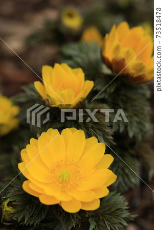 Amur adonis, the breath of spring 73518478