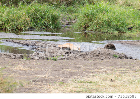 Antelope stuck in mud at Serengeti National Park, Tanzania, Africa Antelope stuck in mud at Serengeti National Park, Tanzania, Africa 73518595