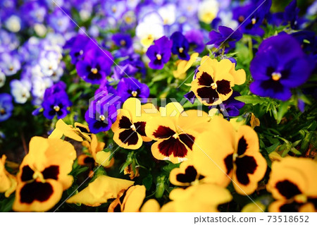 Pansy Pansy 73518652