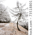 Ice and snow dancing tree 73518801