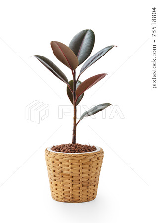 Rubber plant in wicker pot isolated on white background Rubber plant in wicker pot isolated on white background 73518804