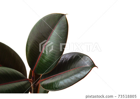 Rubber plant leaves closeup isolated on white Rubber plant leaves closeup isolated on white 73518805