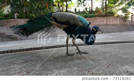 Peacock eats food on the road. Tropics. Peacock eats food on the road. Tropics. 73519261