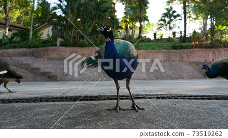 Peacock eats food on the road. Tropics. Peacock eats food on the road. Tropics. 73519262