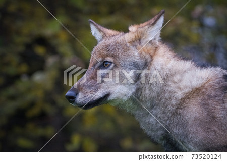 a dogs ears compared to a wolfs ears