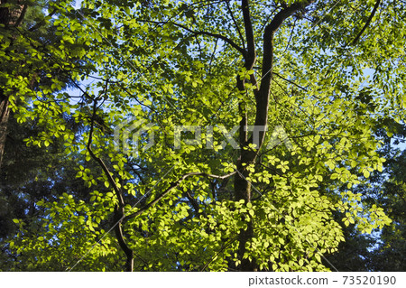 leaf leaf 73520190
