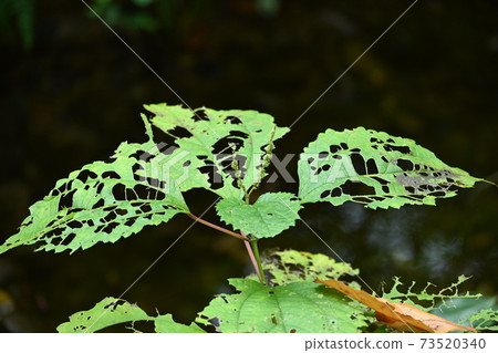 The scenery of late autumn and the sign of winter where the leaves left uneaten beautifully are interesting 73520340