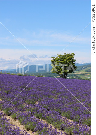 薰衣草田地和樹木 薰衣草田地和樹木 73520961