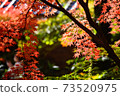 Autumn leaves of Yufuin 73520975