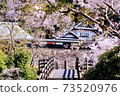 Sakura in Nishimera Ogawa Castle 73520976