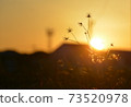 Winter sunset and silhouette 73520978