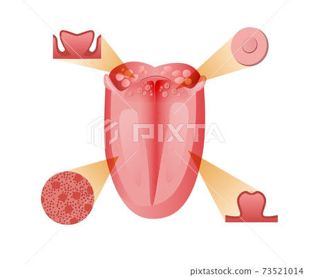 Main receptors and cells tongue. Basic bitter sensation receptor with schematic sour red sweet and salty flavor. Main receptors and cells tongue. Basic bitter sensation receptor with schematic sour red sweet and salty flavor. 73521014