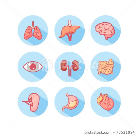 Human organs icons. Structure of eye and working lungs anatomical kidneys and thick intestine with vector stomach. Human organs icons. Structure of eye and working lungs anatomical kidneys and thick intestine with vector stomach. 73521054
