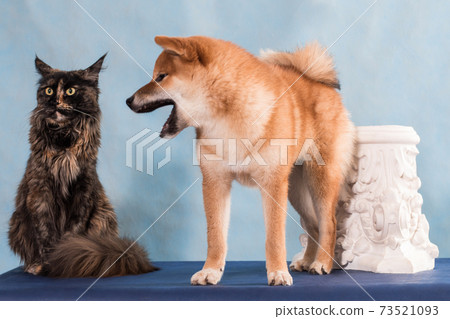 Dog yells at cat, scandal 73521093