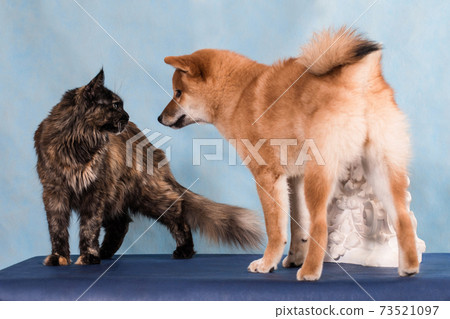 Shiba Inu dog meets a cat Shiba Inu dog meets a cat 73521097