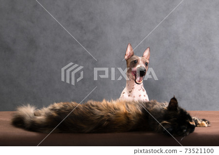 Interesting story featuring a cat and a dog Interesting story featuring a cat and a dog 73521100