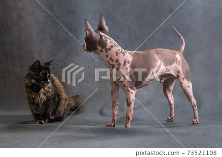 Cat and dog getting to know each other 73521108