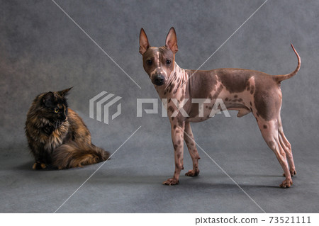 Hairless dog meeting unexpected tortoiseshell cat 73521111