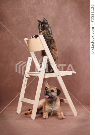 Chair with cat and dog on brown background 73521126