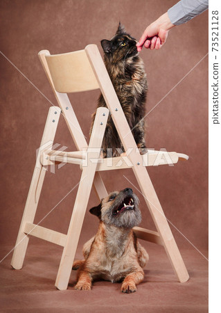 The cat gets a treat while the dog sits downstairs waiting 73521128