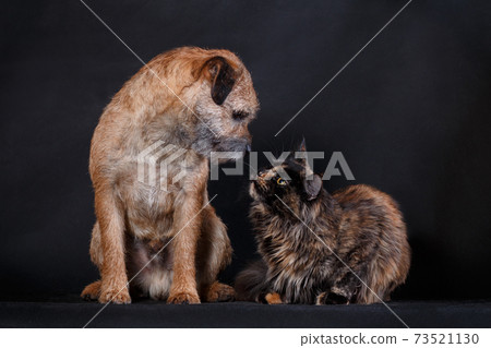 Maine coon cat and border collie dog socializing together and having a talk 73521130