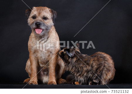 Maine coon cat wants to be friends with border terrier dog 73521132