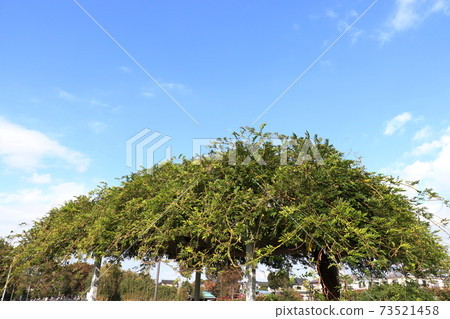 Fuji shelf in the park 73521458