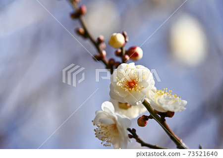 白梅 白梅 73521640