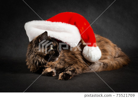 New Year maine coon cat wearing red and white santa hat New Year maine coon cat wearing red and white santa hat 73521709