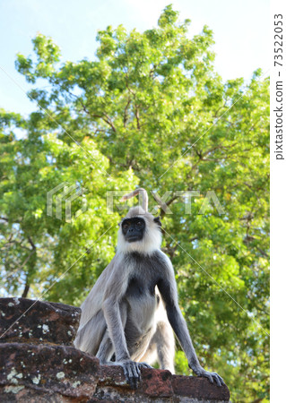 Polon Narwa Monkey Polon Narwa Monkey 73522053