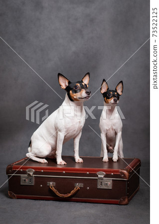 Two small white dogs sitting on a suitcase 73522125