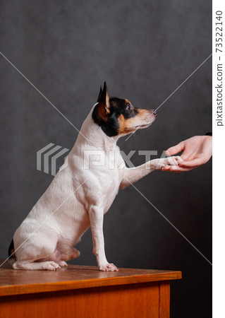 A little white dog gives a paw 73522140