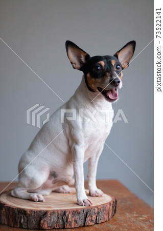 American toy fox terrier smiling American toy fox terrier smiling 73522141