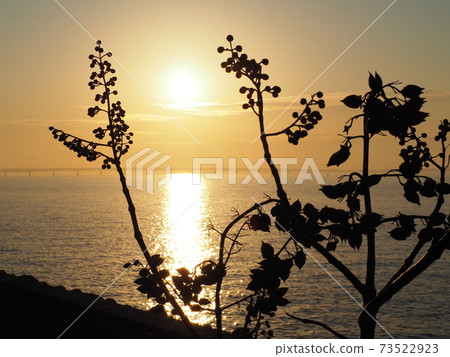 海邊泡桐樹 海邊泡桐樹 73522923