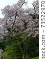 Kira's Edohigan cherry tree Kira's Edohigan cherry tree 73522970