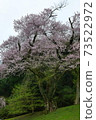 Kira's Edohigan cherry tree Kira's Edohigan cherry tree 73522972