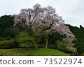 Kira's Edohigan cherry tree Kira's Edohigan cherry tree 73522974